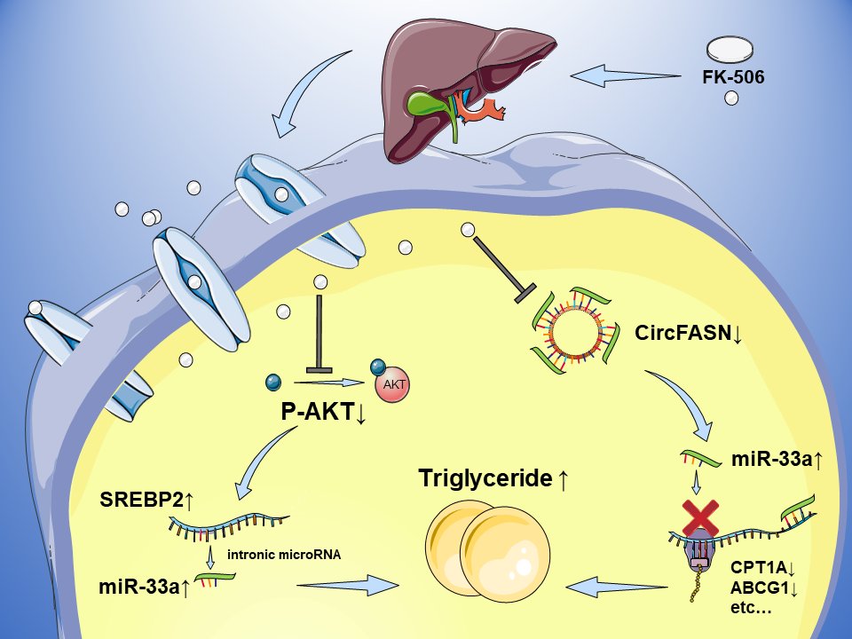 Key role of noncoding- RNAs identified for metabolic diseases in liver transplant recipients.
#medicine #breakthrough #transplant #liver #RNA #research 
<a href="/InZhejiang/">In Zhejiang</a> <a href="/ChinaDaily/">China Daily</a> <a href="/XHNews/">China Xinhua News</a> 
zju.edu.cn/english/2020/0…