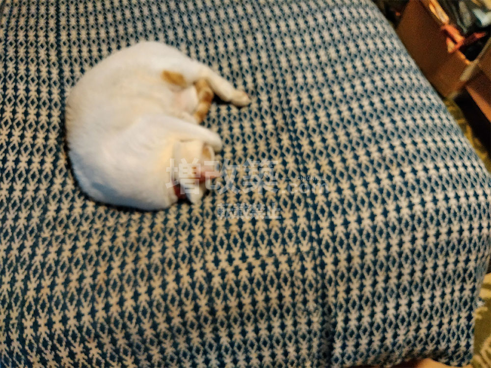 HighwillContact's tweet image. 只今工事をさせて頂いている杉並区N様邸の猫ちゃん可愛すぎたので撮影させて頂きました✨

＃株式会社ハイウィル
＃杉並区
＃戸建スケルトンリフォーム