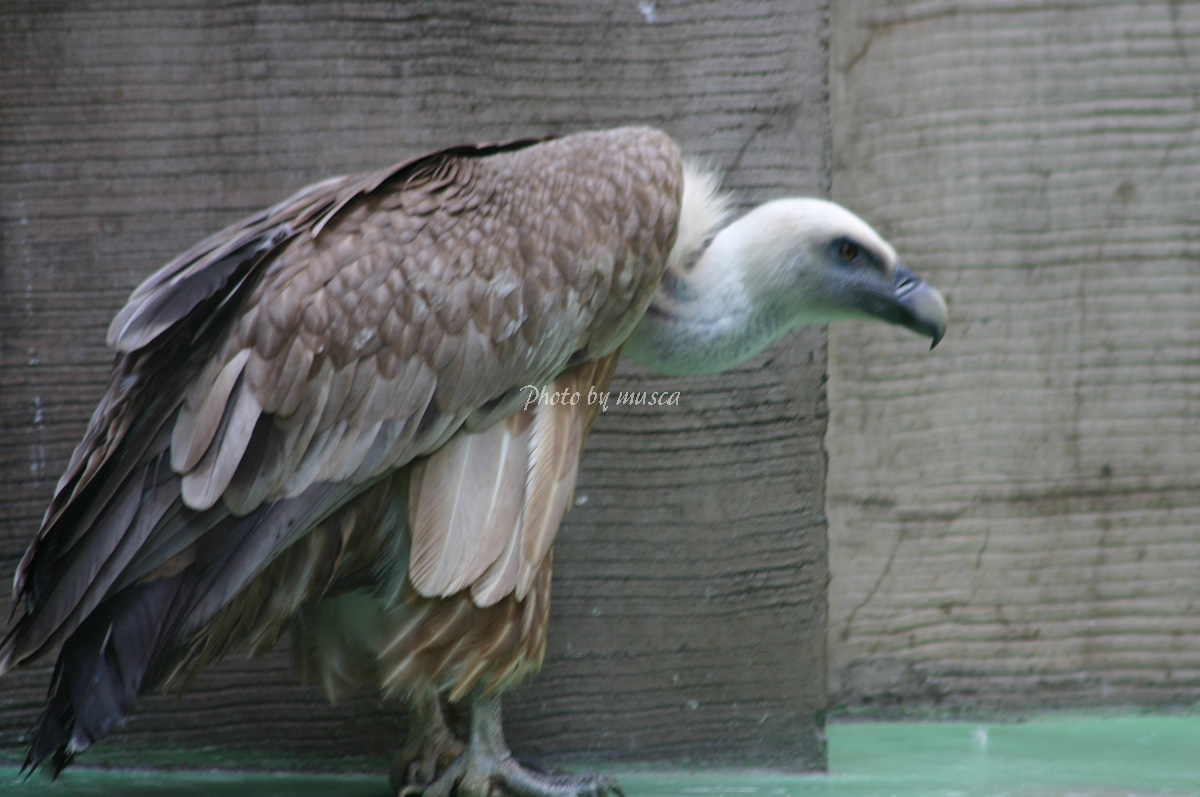 Musca 04年5月 シロエリハゲワシ シロエリハゲワシ 千葉市動物公園 T Co Egonsnpsb2 Twitter Musca 04年5月 シロエリハゲワシ シロエリハゲワシ 千葉市動物公園 T Co Egonsnpsb2 Twitter