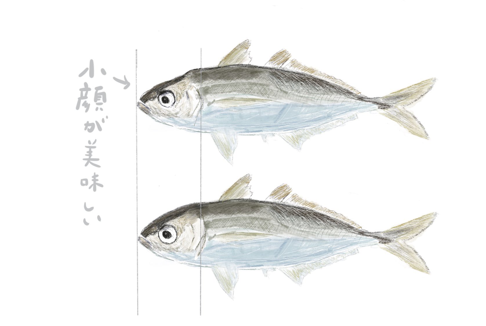 山田英季 ダーダ Andrecipe おいしい魚の見分け方 そろそろ 鯵 が美味しくなりはじめる 魚全般ですが 鮮度は 目が死んでいないヤツ 淀んだ目には注意です そして美味しさの判断は 答えは ナイスバディな小顔ちゃん 弾力があり脂の乗った体が