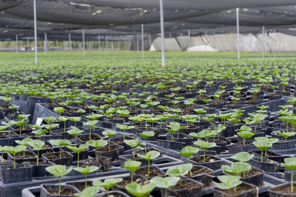 HABennetts's tweet photo. Our Nicaragua Origin Update is now on our website! #bennettscoffee #bringingyoutheworldofcoffee #bennettsontour #nicaragua https://t.co/Xy2k9wnBv3