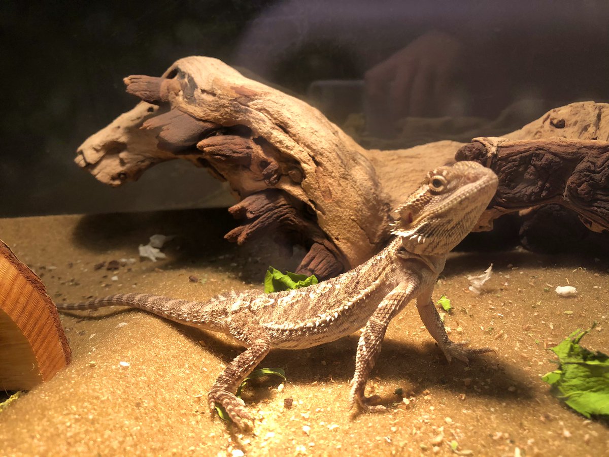 LaymanGab's tweet image. Guys I just need to let my reptiles flex on y’all for a sec😂🤣 
They are just too darn cute and they WORK the camera😤🕺🏼