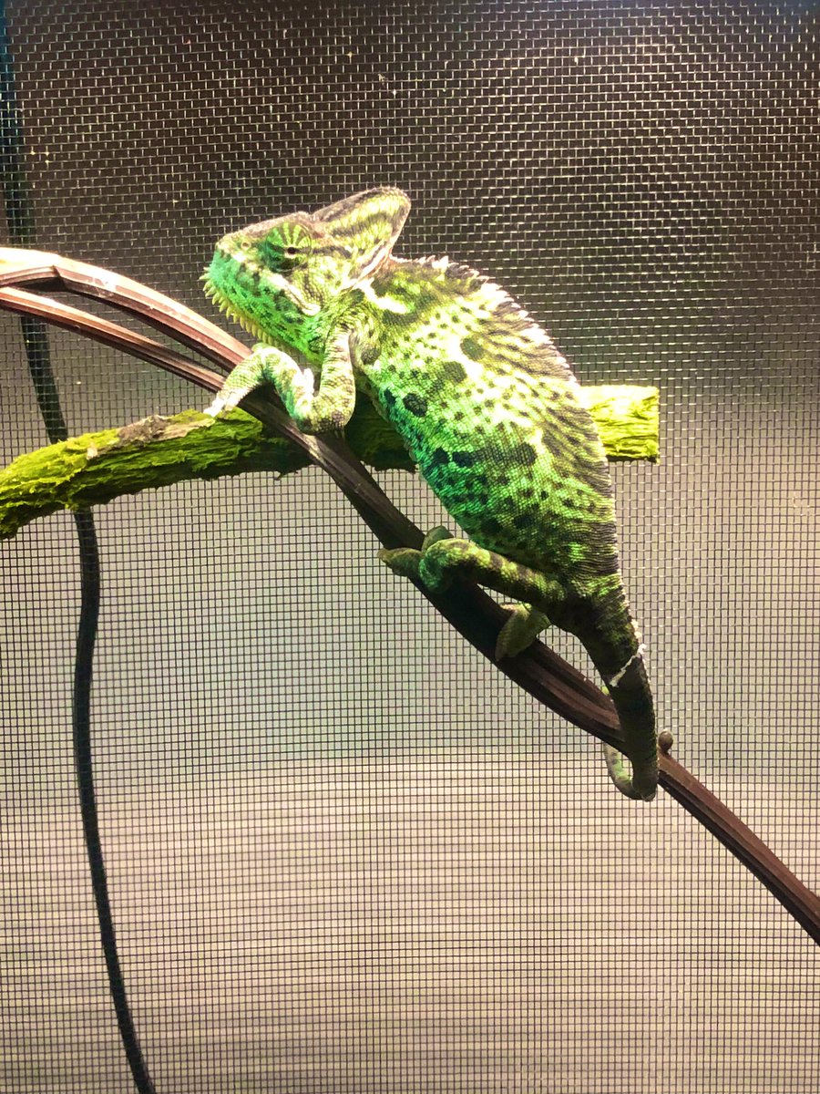 LaymanGab's tweet image. Guys I just need to let my reptiles flex on y’all for a sec😂🤣 
They are just too darn cute and they WORK the camera😤🕺🏼