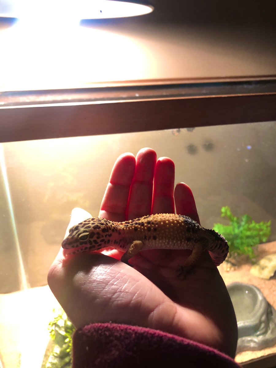 Guys I just need to let my reptiles flex on y’all for a sec😂🤣 
They are just too darn cute and they WORK the camera😤🕺🏼