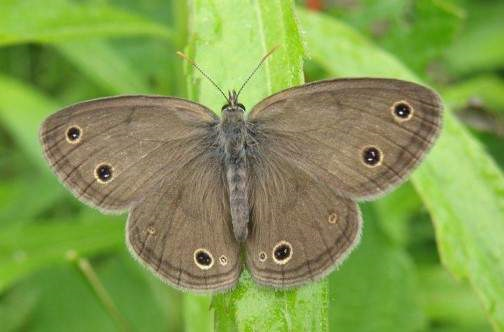 karla_lu23's tweet photo. The St. Francis Satyr is a rare butterfly that resides near a military base in Fort Bragg, N.C.. Artillery training kills some of the butterflies, however the disturbance helps the populations survive too. This tends to be common at military bases. #militaryecosystems #ees028 https://t.co/RYGLKuiXPi