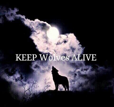 evelyn_m_k's tweet photo. Good Night Pack โค๏ธ๐๐บ๐ป๐ด๐ค Stay Safe - Stay Strong @Nokomaq @DianeRedelinghu @MiriBen2 @nkDarkDrgmailc1 @GichiGumee @hugwildlife @DerekPa56710094 @rotrujo @Graywolf080458 #SaveWolvesBears https://t.co/wzBLVXgcrw