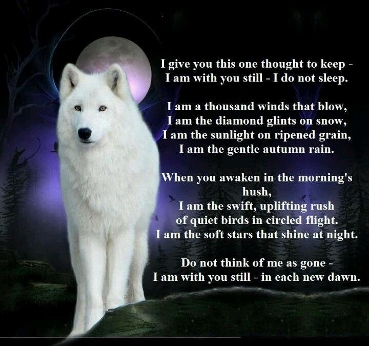 evelyn_m_k's tweet photo. Good Night Pack โค๏ธ๐๐บ๐ป๐ด๐ค Stay Safe - Stay Strong @Nokomaq @DianeRedelinghu @MiriBen2 @nkDarkDrgmailc1 @GichiGumee @hugwildlife @DerekPa56710094 @rotrujo @Graywolf080458 #SaveWolvesBears https://t.co/wzBLVXgcrw