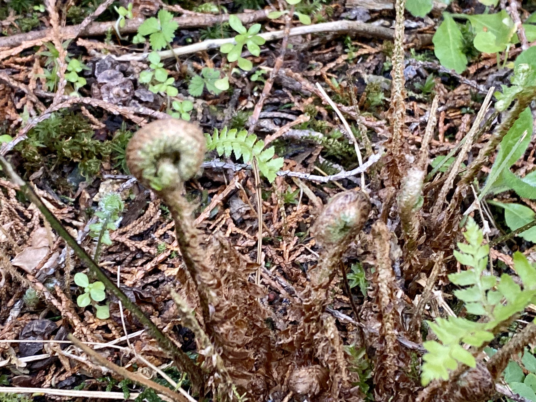 マル喜 ゼンマイ ワラビ 野生のクレソン 山菜 T Co X84azkiyia Twitter