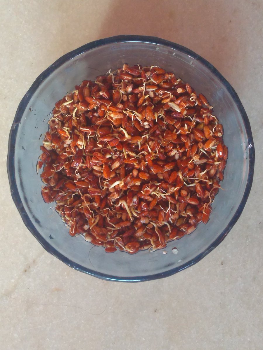 Natural GERMINATED BROWN RICE