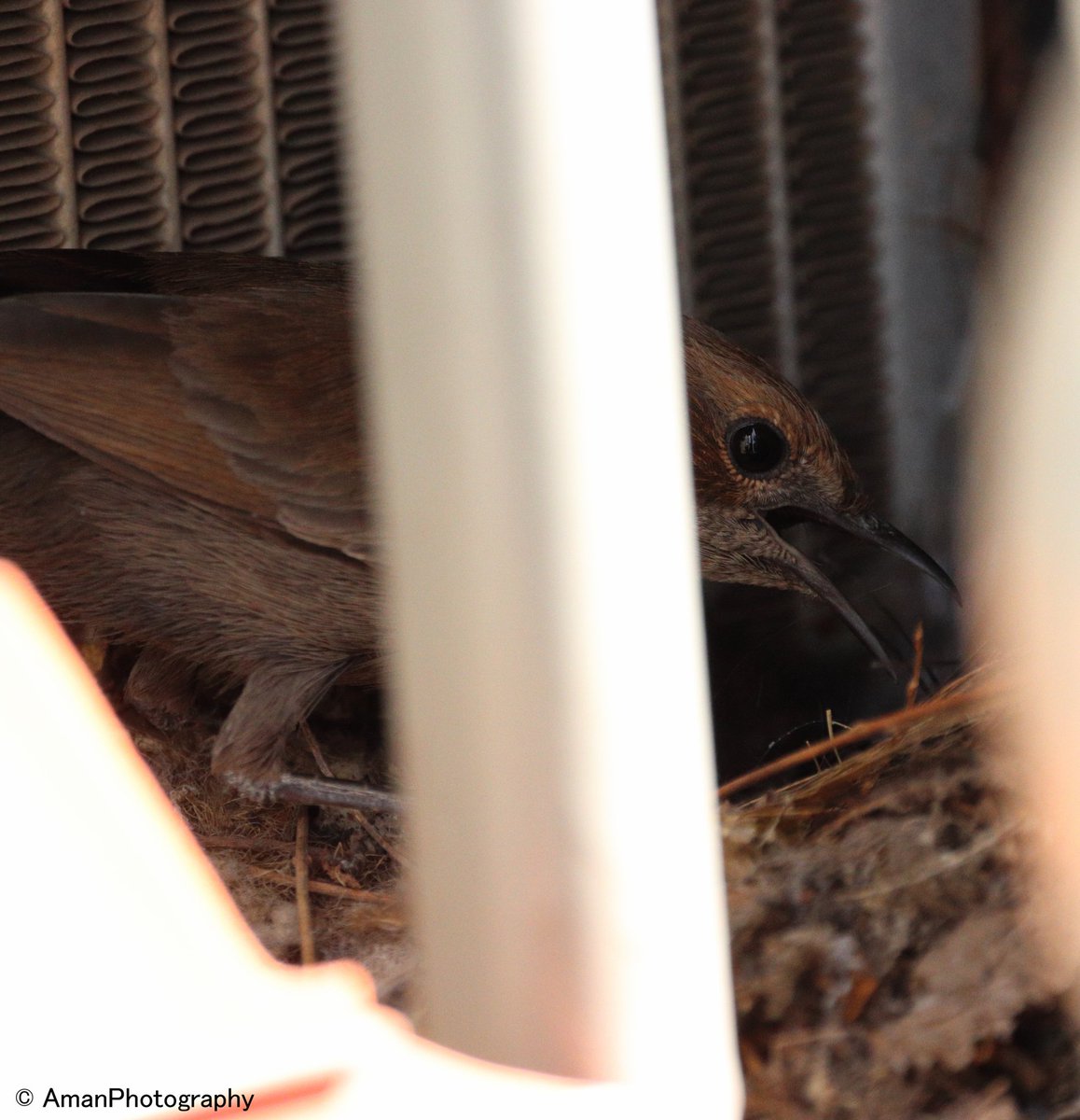Recently, Female Robin bird gives 3 eggs (I can't able to take images of eggs) & mostly Female Robin care eggs, but when mommy goes outside Male Robin came to take care of eggs. These are going on some days then -