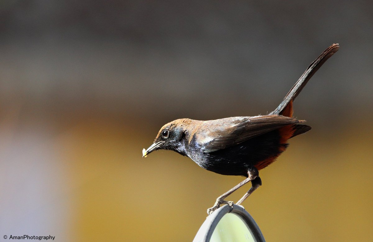 Male Robin