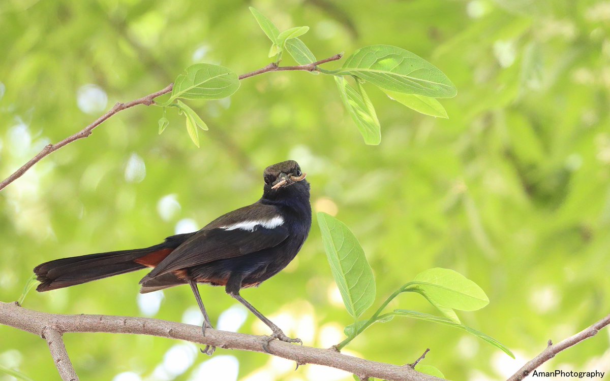 Male Robin