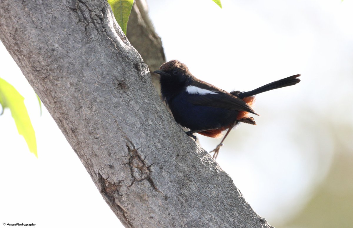 Male Robin