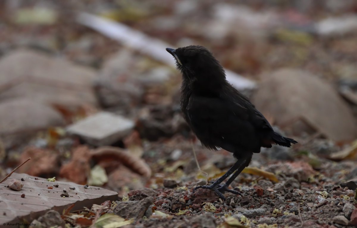 Baby Robin