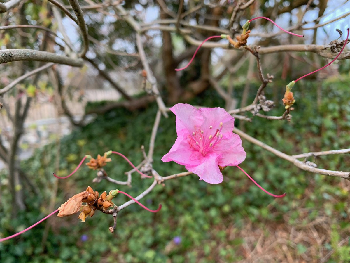 buzzotta's tweet photo. So my boyfriend and I are social distancing, he was on a walk and sent me pictures of flowers because he cant bring me any right now. Its the little things ya know https://t.co/YbJ0I4FhUn