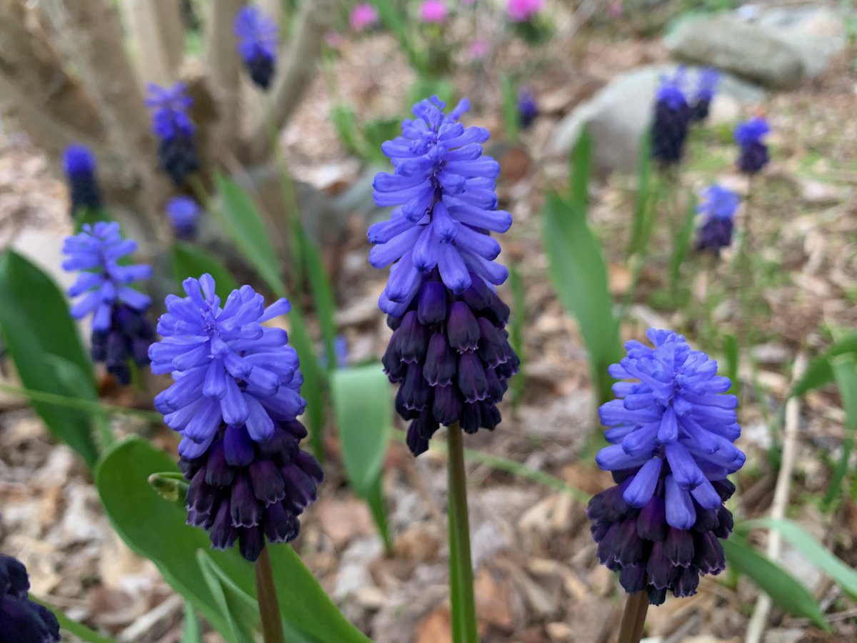 buzzotta's tweet photo. So my boyfriend and I are social distancing, he was on a walk and sent me pictures of flowers because he cant bring me any right now. Its the little things ya know https://t.co/YbJ0I4FhUn