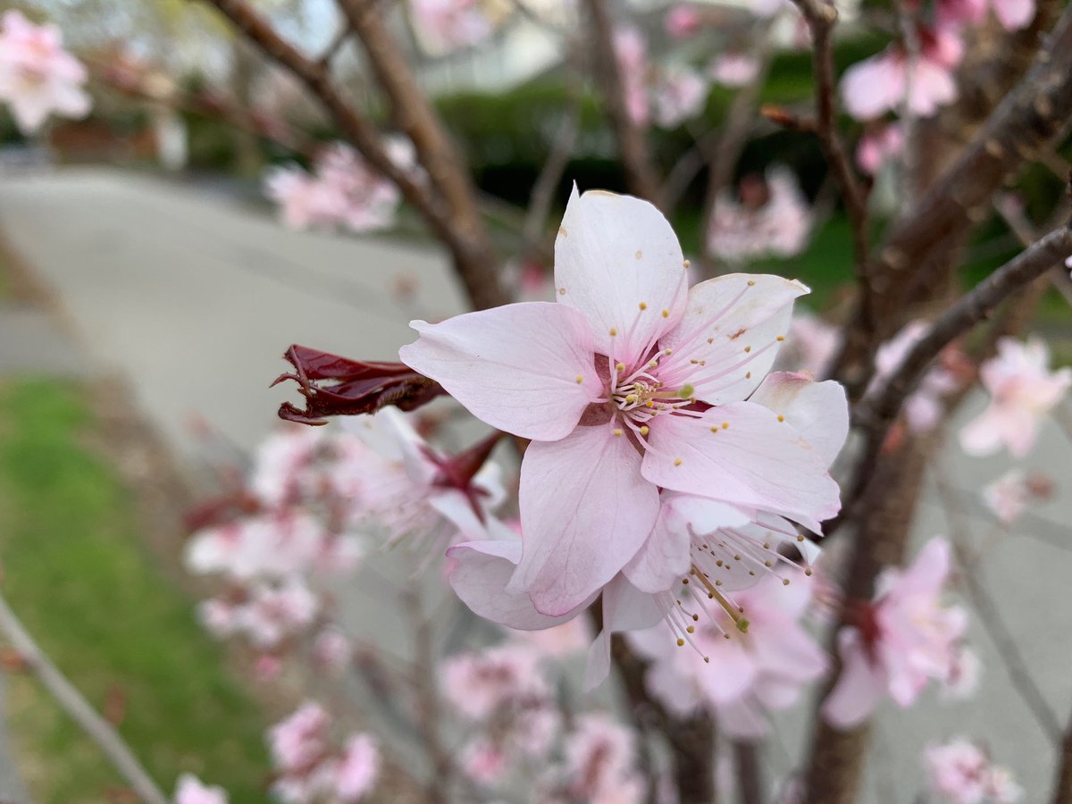 buzzotta's tweet photo. So my boyfriend and I are social distancing, he was on a walk and sent me pictures of flowers because he cant bring me any right now. Its the little things ya know https://t.co/YbJ0I4FhUn