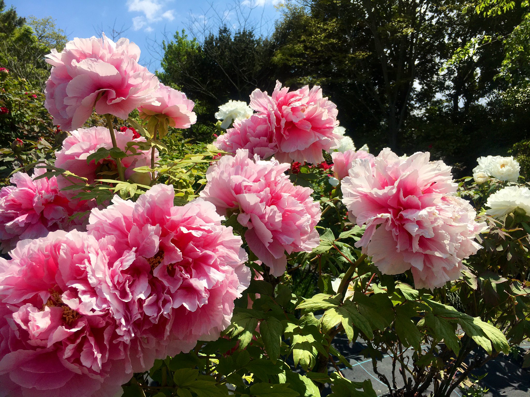 清水公園 4 24花ファンタジア牡丹園 大輪の花が咲き誇っています 清水公園 花ファンタジア 牡丹 休場中 エア散歩 T Co Yknrmcmvzq Twitter