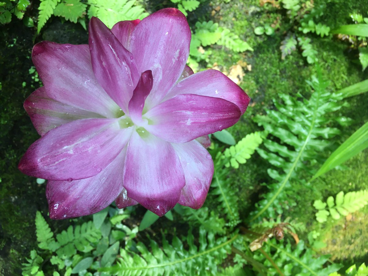 咲くやこの花館 ショウガ科のクルクマ ビコロル 熱帯雨林室をジャングル気分で歩いていたら林床にハッとする色が 薬用植物で有名なウコンも同じクルクマ属の植物 咲くやこの花館 エア植物園 エア博物館 自宅でミュージアム 咲くやこの花館 ショウガ科のクルクマ ビコロル 熱帯雨林室をジャングル気分で歩いていたら林床にハッとする色が 薬用植物で有名なウコンも同じクルクマ属の植物 咲くやこの花館 エア植物園 エア博物館 自宅でミュージアム