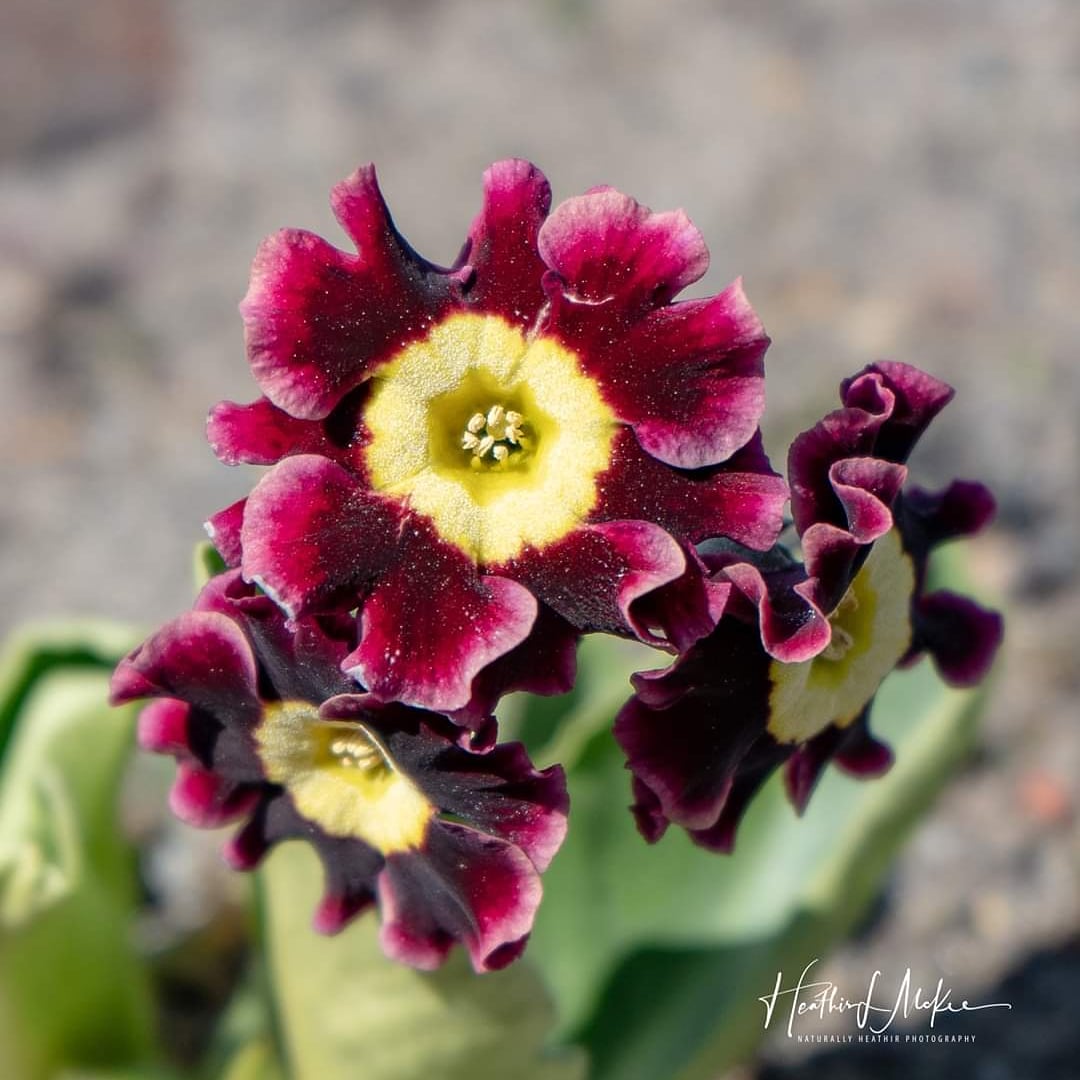 Primula Auricula.  Many gardeners call these 'the old ones'. My Grandfather Herbert Dickson hibridized Primula Auricula.  These were Victorian favorites. #PrimulaAuricula #Primrose #wawx #pnw #Enumclaw #SoNorthwest #k5spring #upperleftusa #Q13FOX