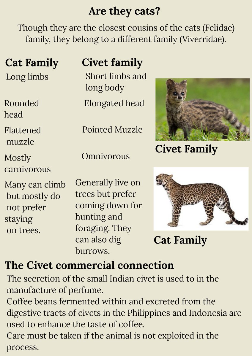 BeingIfs's tweet photo. Topic of the Day - Small Indian Civet
KYC Series- Issue #11
#KYC_IGNFA #IFSBatch2019
Text: Manas Singh(IFS, 2019 Batch)
Photographs: @abhimanyu1729 (IFS, 2019 Batch)
Design : @kasturi_sule (IFS, 2019 Batch) https://t.co/ssYq9VWZqh