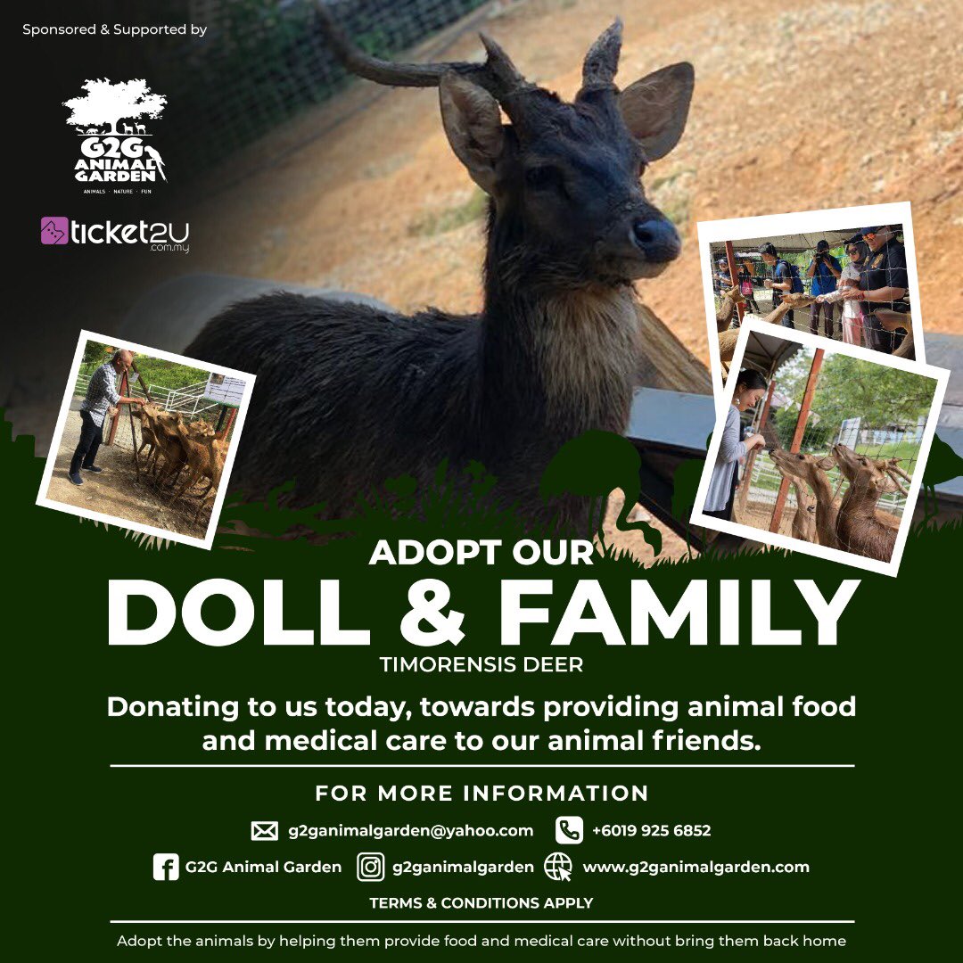 Doll, our timorensis deer and his family  Doll has a large family at G2G Animal Garden and guess what they love to eat ..? BREAD !