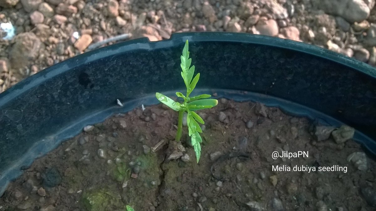 Preparing seedlings of native trees. Germination time depends on hardness of seed coat. 
#Meliadubia 
#GrowNatives
#SeedTreatment
#TreeSaplings
#DapoliNursery