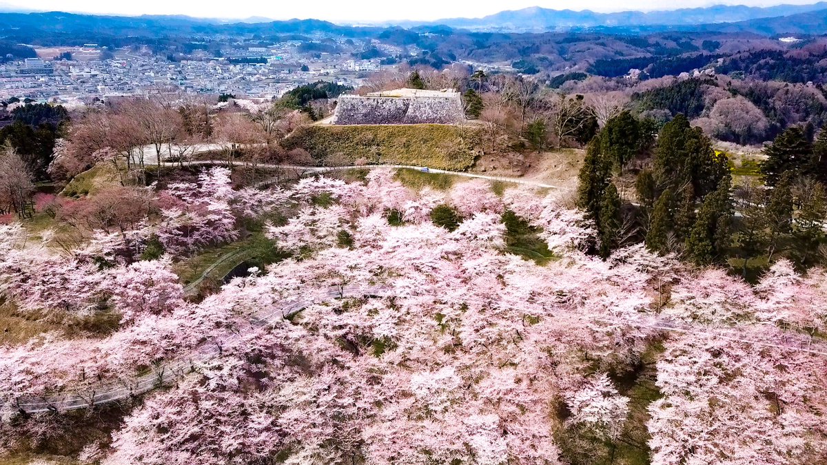 菊松くん 公式 福島県二本松市 Auf Twitter 霞ヶ城を どろーん で撮影するとばーん って感じで桜が咲いてますs ノ ノ すごいよ にほんまつ桜さんぽ 霞ヶ城公園の桜 エア花見 菊松くん 公式 福島県二本松市 Auf Twitter 霞ヶ城を どろーん で撮影するとばーん って感じで桜が咲いてますs ノ ノ すごいよ にほんまつ桜さんぽ 霞ヶ城公園の桜 エア花見