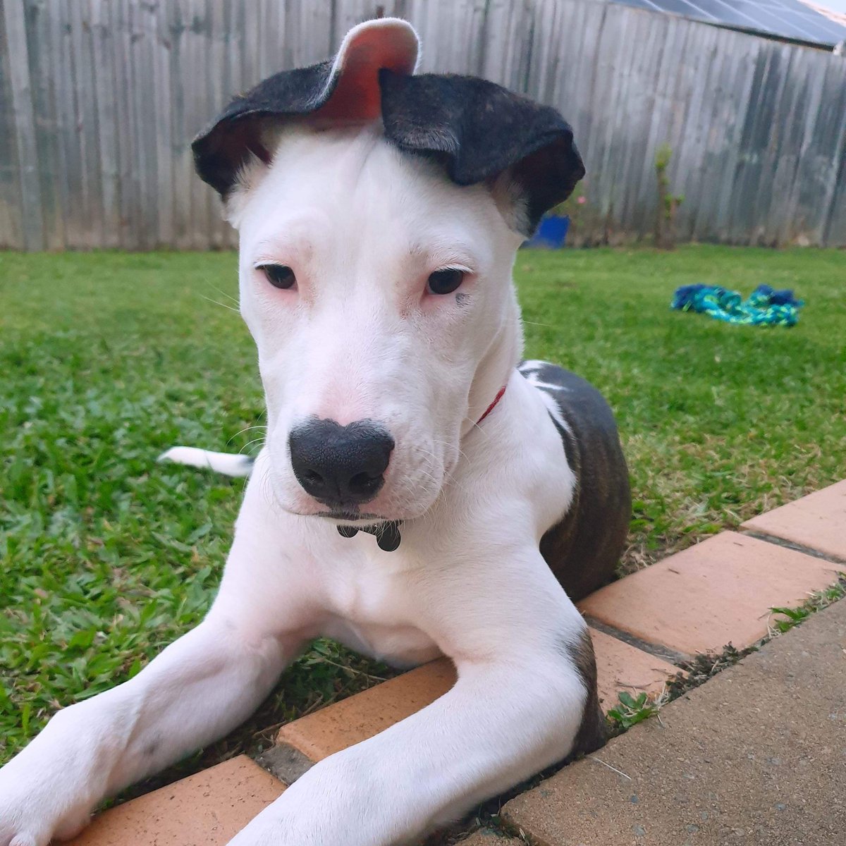 CBioinnovation's tweet image. It is Friday and is time to present our next #HumansofGenecology 
Dr Tamieka Fraser from #PathogenOmics team working on #COPD bacterial infections 
@TamiekaFraser summed up in 4 photos:
#scientist; #coffee enthusiast; new #dog #Ivy mum and see below for Photo 4 🎣😉
@usceduau