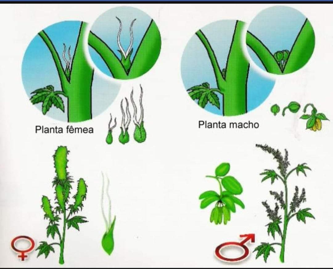 Как можно определить растение. Растения это определение. Сорные растения полевых культур. Полевые цветы названия. Распознать цветок по фото.