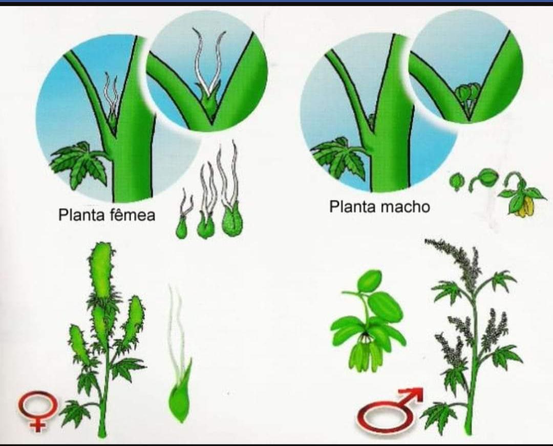 Как отличить цветы. Женские и мужские растения марихуаны. Мужское растение конопли. Женское растение конопли. Мужские и женские растения канаюиса.