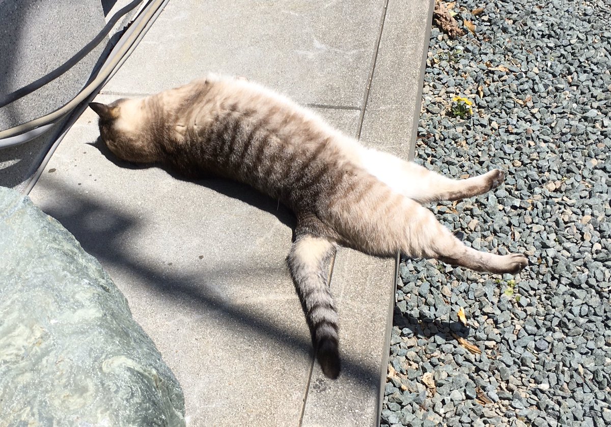 空中に浮いているように見える猫が可愛い 気持ち良さそうに寝る猫