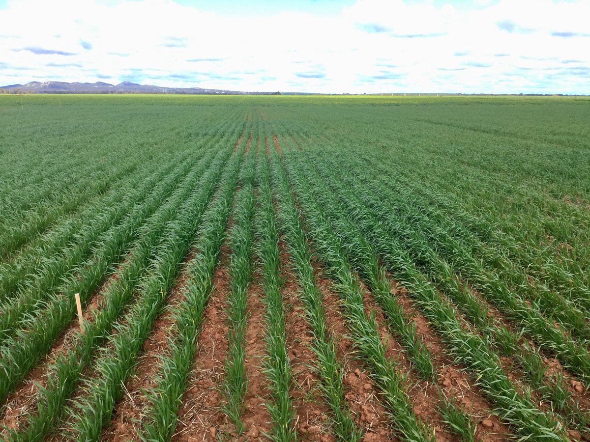 #FedUni researchers Dr Nimesha Fernando and Professor Singarayer Florentine <a href="/Florry104/">Florentine</a> are trialling the use of a new material obtained from human waste to improve soil fertility and increase crop productivity in Victorian grain-growing regions. 

ow.ly/1Wa850zn6q9