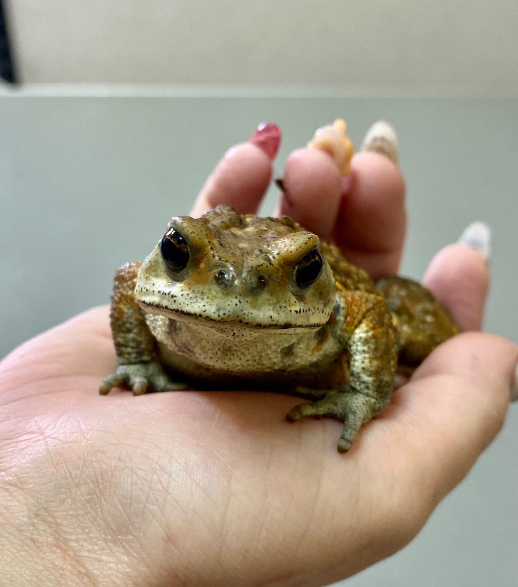 ヒキガエル 飼育