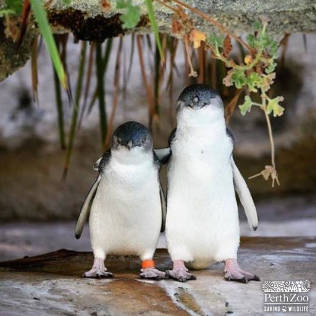 RT @PerthZoo: We're all in this together ❤️