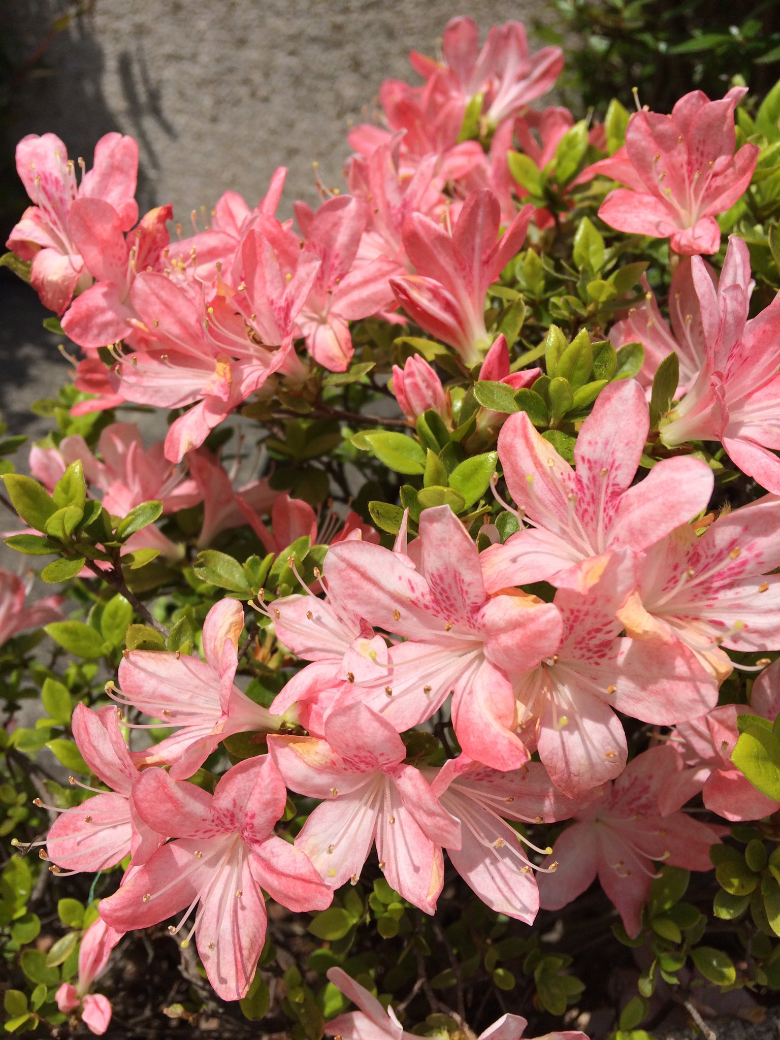 阿部川キネコ 今日もお外は春の花が咲き誇って地球はなんも困ってないなー人間だけ大変だーとギャップにくらっと来たりします この 小さいツツジみたいな花はツツジでいいのかな 三枚目のピンクの小さい花は毎年見かけて可愛いなと思ってますがなんて言う花