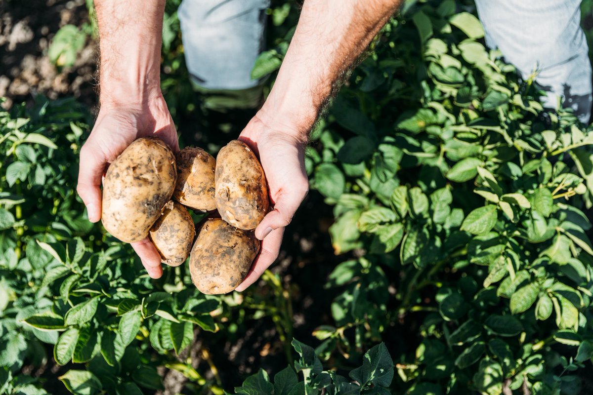 Grow spuds and not duds! 🥔
#Aero fungicide provides long-lasting, effective control of the most damaging disease threats – including early &amp; late blight in potatoes.
Don’t let disease dictate your crop management. 
Learn more: tinyurl.com/ycu4ocvc