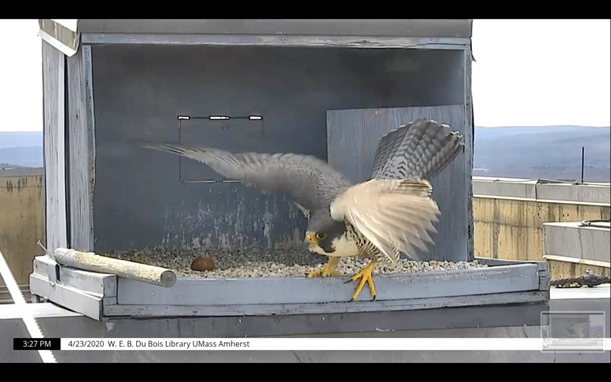 04/23 3:30PM The female looks out for her mate on the edge of the nest box. On average females are more heavily marked on their bellies and under the wings (e.g., broader and fewer bars) than males. #DuBoisFalcons