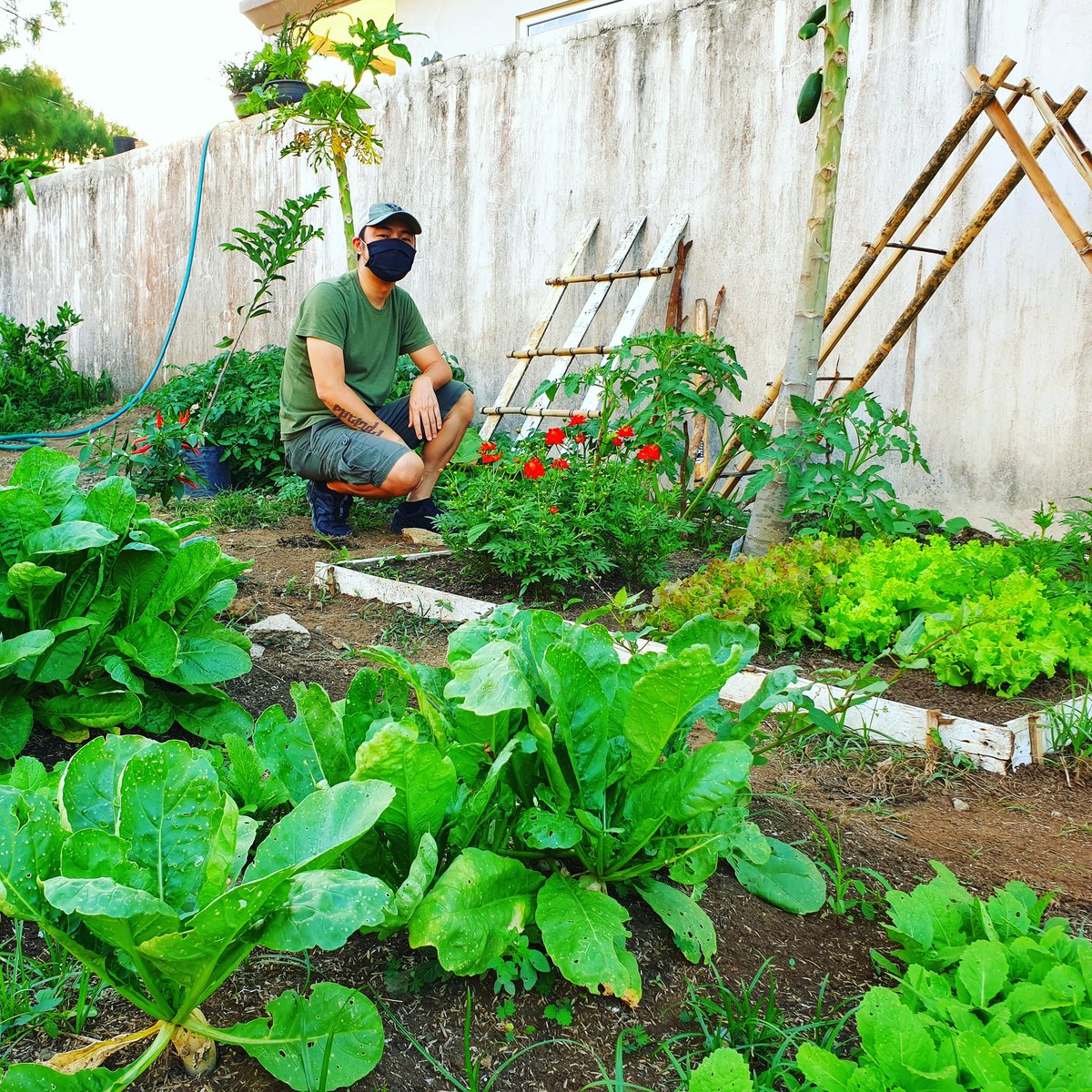 chitomirandajr's tweet photo. Flex ko lang yung mga tanim ko.
Joke lang...mga tanim ni Neri yan.
Pero ako yung gumawa nung balag...yung maliit na white na naka-sandal sa wall.
Dyan daw aakyat yung kalabasa.
#HomeGardeningWithChito
#Chitorials https://t.co/mVh5pzkULA