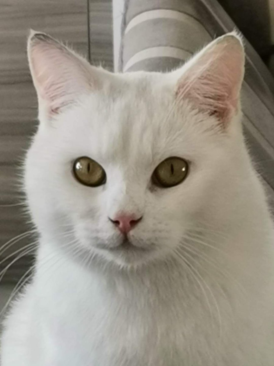 AlanDaffern's tweet photo. Beautiful Boo is #Missing in the #Turweston/#Westbury but possibly could have made his way to #Brackley #NN13 area. He was last seen on the 4/4/20. Boo is completely white with a few strands of black on his head between his ears. Please check gardens/out buildings/under hedges. https://t.co/j7wcKfTroh