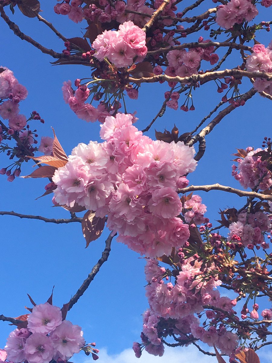 Kendal:MintCake&More tweet media