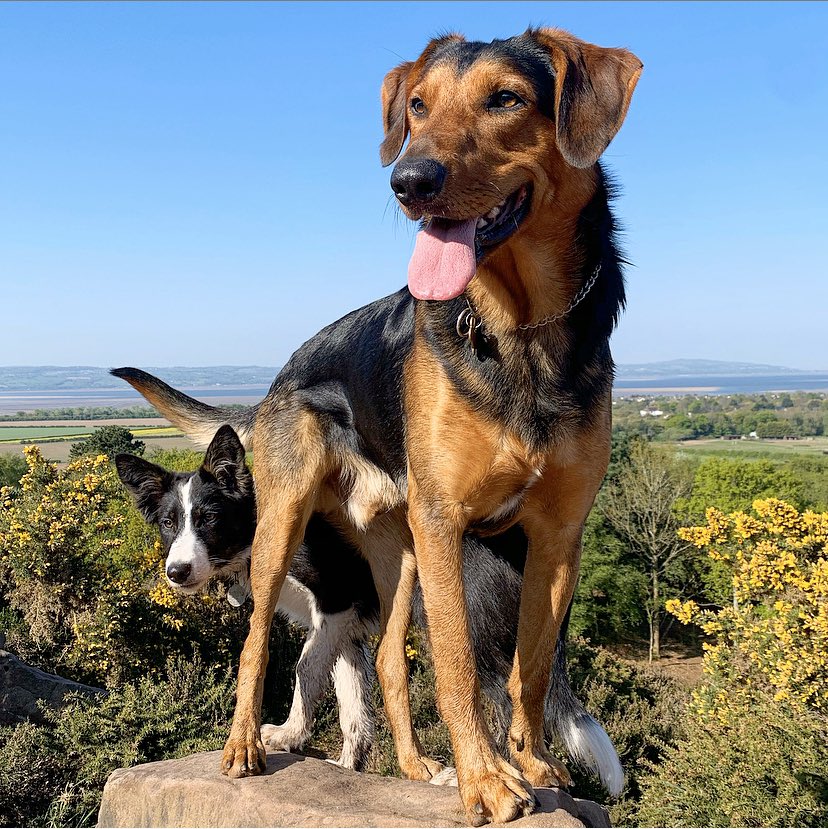 Thingwallpet's tweet photo. Another beautiful day on the Paradise Peninsula! Any guesses to where we are for our walk this morning? 🤔 #wirral #wirraldogs #dogsoftwitter #dogwalker https://t.co/9T2T29FIp0