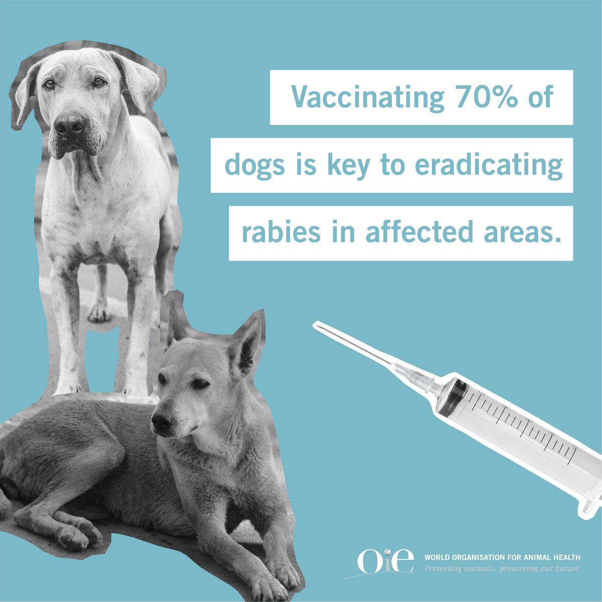 World Organisation for Animal Health tweet media