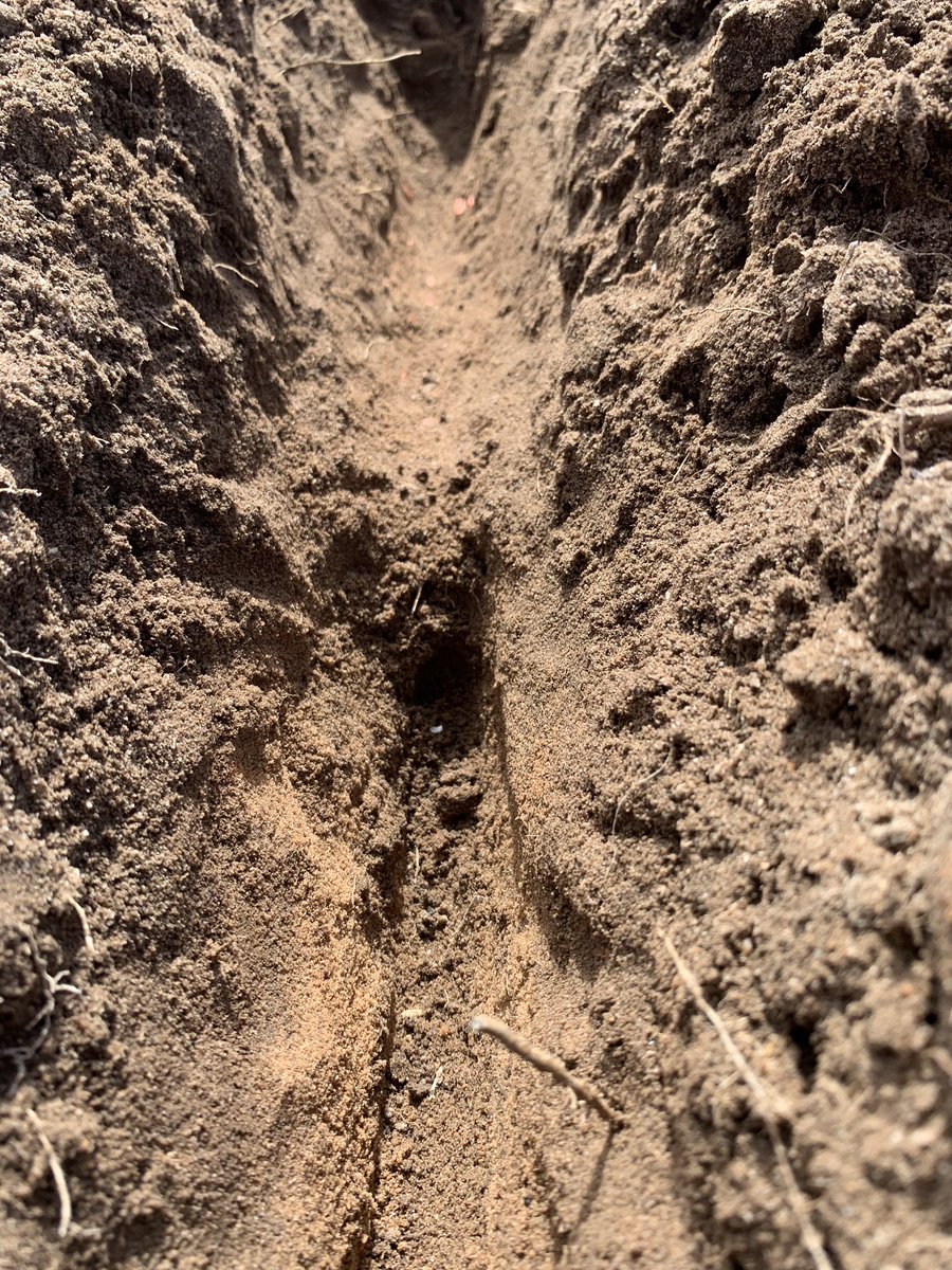 moroney_luke's tweet photo. #gopherlife. Making sure the #Trojan is sown the right way up and has good feet/seed separation #dbs 👍 https://t.co/ngsrejnv4T
