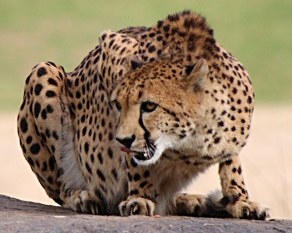 HourlyCheetahs's tweet image. HourlyCheetahs presents: