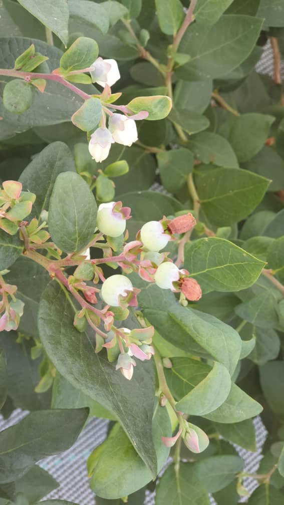 ML_Musik's tweet photo. Namibia’s first blueberries at Mashare irrigation project. The goal is to export. Hope Corona can end soon because it threatens exports and earning Forex. https://t.co/3wCvBGJF0d