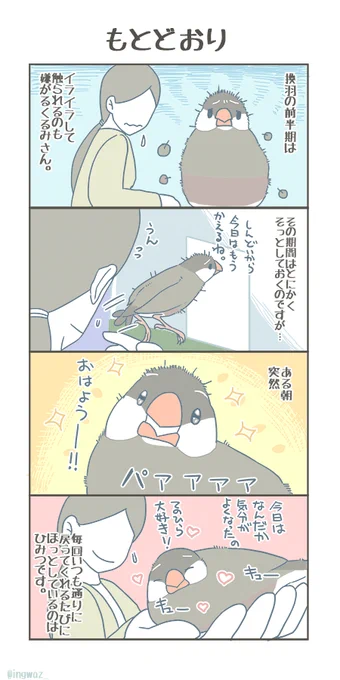 それはいつも、ある日突然に。

#buncho #javasparrow #文鳥 