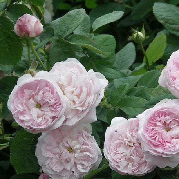 ট ইট র 天空のバラ園 園主 デュシェス ドゥ モンテベロ Duchess De Montebello T Co A5rxxjesdb ガリカローズ随一の銘花 八重 明るいソフトピンクから次第に褪色する まとまりのよい樹形で半日陰でも順調に育つ 天空のバラ園 バラの苗 花の苗