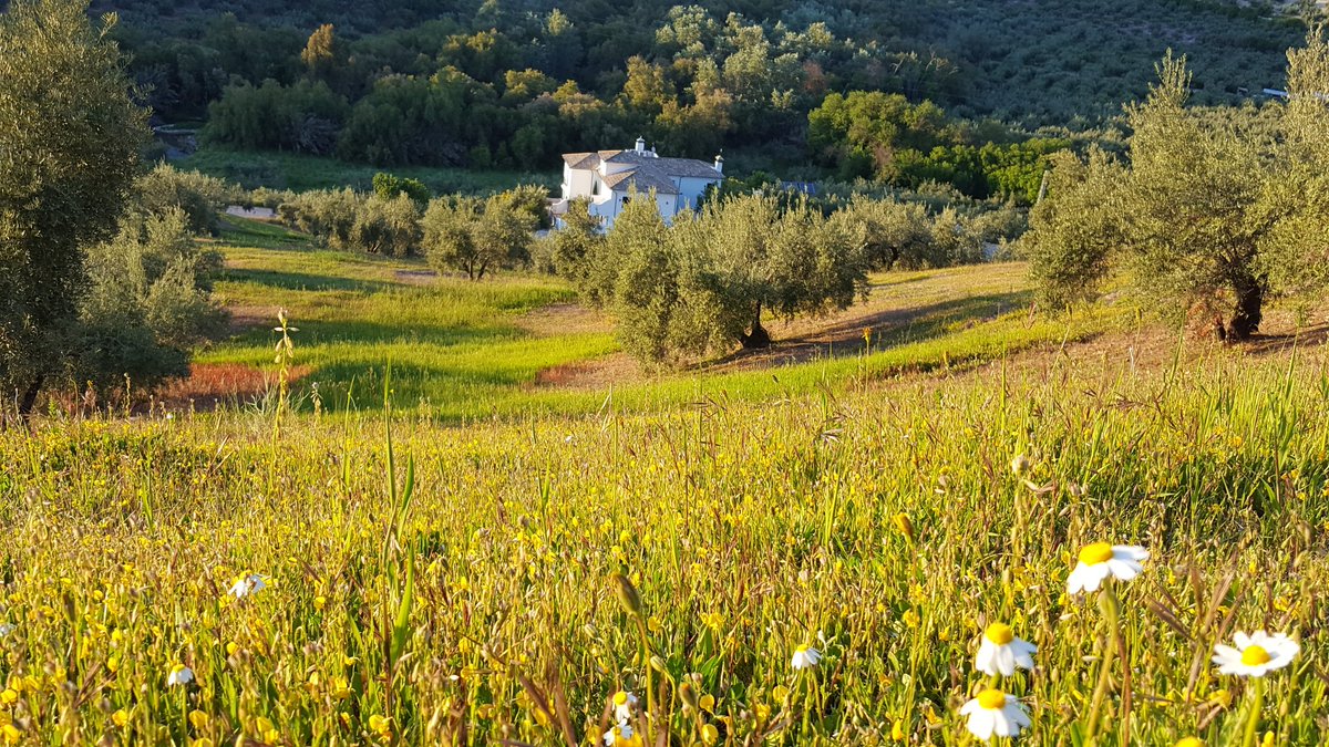 Casa Olea tweet media