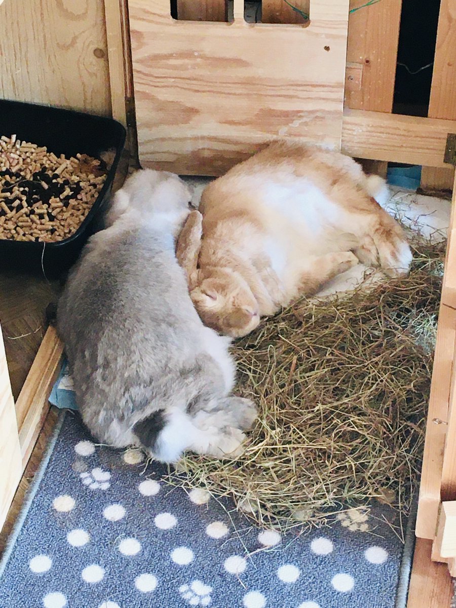 MaliMiles's tweet photo. i think my rabbits are also loving lockdown! https://t.co/kyjvhX3wqY